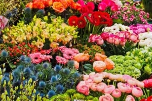 Verschieden Blumenarten im Blumenladen