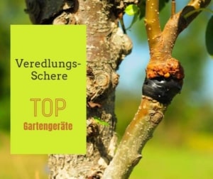 Baumveredlung de.depositphotos.com